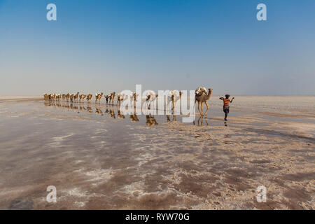 Dromedario caravan che trasportano il sale (halite) lastre sopra il lago di assale, Danakil depressione, regione di Afar, Etiopia Foto Stock