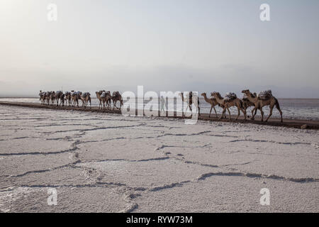 Dromedario caravan che trasportano il sale (halite) lastre sopra il lago di assale, Danakil depressione, regione di Afar, Etiopia Foto Stock