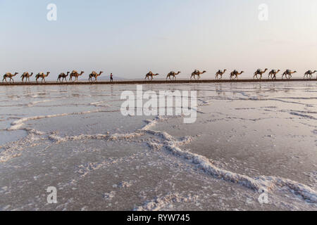 Dromedario caravan che trasportano il sale (halite) lastre sopra il lago di assale, Danakil depressione, regione di Afar, Etiopia Foto Stock