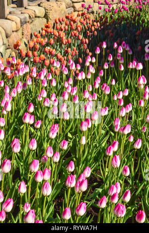 I tulipani in primavera Foto Stock