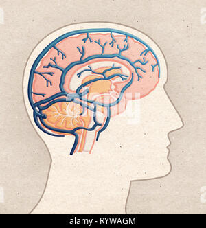 Anatomia umana disegno - Profilo testa con vene cerebrali Foto Stock