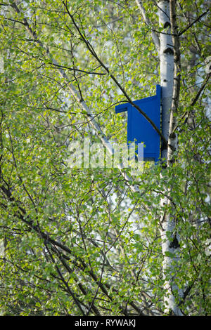 Vista laterale di un blu in legno realizzati a mano casa di uccelli appesi a un albero di betulla nella foresta. La Svezia. Foto Stock