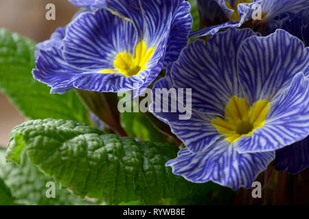 Blue zebra primula o bavarese primula in fiore, primula vulgaris o primula acaulis zebra blu con strisce blu fiori Foto Stock