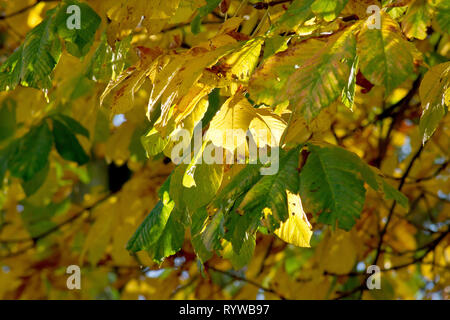 Ippocastano o Conker Tree (Aesculus hippocastaneum), una retro-illuminato colpo di foglie come cambiano colore in autunno. Foto Stock