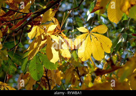 Ippocastano o Conker Tree (Aesculus hippocastaneum), una retro-illuminato colpo di foglie come cambiano colore in autunno. Foto Stock