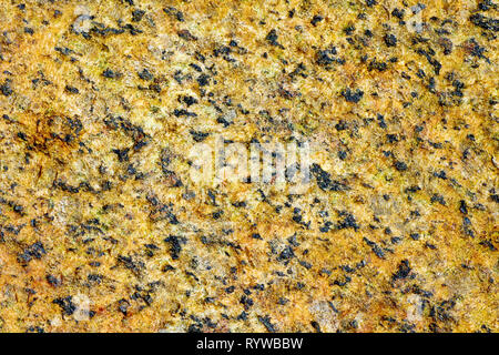 Close up, astratta immagine del pattern punteggiato su una roccia sulla spiaggia. Foto Stock