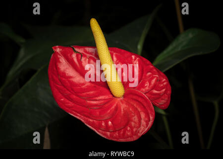 Orchid fiore di Anthuriam sp., Durgapur village, Assam, India Foto Stock