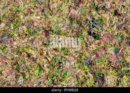 Un abstract colpo di varie alghe colorate lavato fino sulla spiaggia dopo una notte di tempesta. Foto Stock