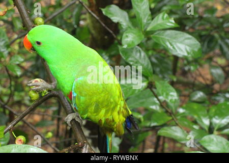 Posso catturare questa immagine a Singapore, questo è il pappagallo Eclectus è un pappagallo nativa per le Isole Salomone, Sumba, Nuova Guinea e le isole vicine, Foto Stock