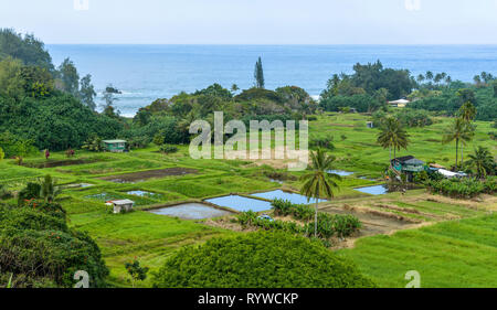 Mare tropicale Farm - Una bella fattoria sul mare a nord-est della costa di Maui, come si vede dalla strada a Hana Highway, Hawaii, Stati Uniti d'America. Foto Stock