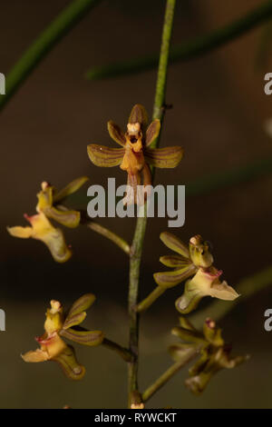 Cleisostoma appendiculatum, Durgapur village, Assam, India Foto Stock