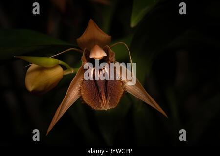 Coelogyne fimbriata Orchid, Durgapur village, Assam, India Foto Stock