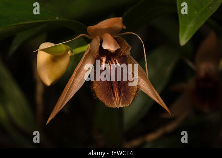 Coelogyne fimbriata, Durgapur village, Assam, India Foto Stock