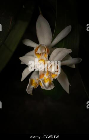 Coelogyne nitida Orchid, Durgapur village, Assam, India Foto Stock