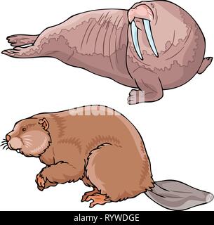 La figura mostra un tricheco e beaver. Illustrazione fatta in su livelli separati, isolato su sfondo bianco. Illustrazione Vettoriale