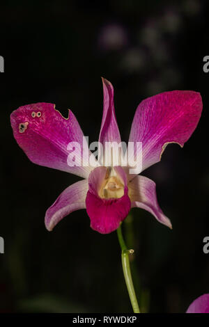 Orchid fiore di Dendrobium hybrid,Durgapur village, Assam, India Foto Stock