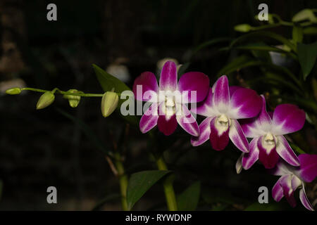 Orchid Dendrobium hybrid,Durgapur village, Assam, India Foto Stock