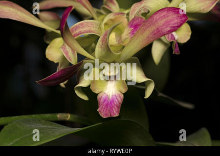 Dendrobium hybrid orchid,Durgapur village, Assam, India Foto Stock