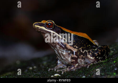 Fungoid Rana, Hylarana malabarica, Mulshi, Distretto di Pune, Maharashtra, India Foto Stock