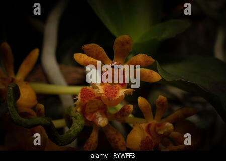 Gastrochilus dasypogon Orchid fiore, Durgapur village, Assam, India Foto Stock