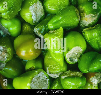 Congelati campana-peperoni ripieni di carne e riso Foto Stock