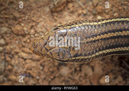 La testata superiore vista di tre Indiani nastrare Skink, Eutropis trivittata shot dorsale, Saswad, Distretto di Pune, Maharashtra, India Foto Stock