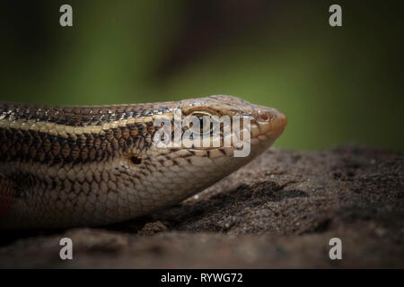 Testa di lato vista di tre Indiani nastrare Skink, Eutropis trivittata shot dorsale, Saswad, Distretto di Pune, Maharashtra, India Foto Stock