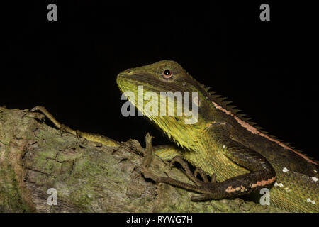 Jerdon foresta Lizard su albero, Calotes jerdoni, Kivikhu, Nagaland, India Foto Stock