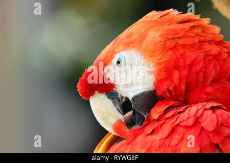 Scarlet Macaw (Ara Macao), particolare della testa di un bellissimo esemplare in cattività. Foto Stock