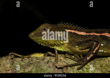 Jerdon Foresta della Lucertola, Calotes jerdoni, Kivikhu, Nagaland, India Foto Stock