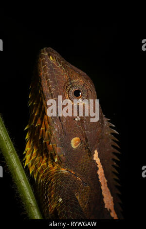 Testa di close-up di Jerdon Foresta della Lucertola, Calotes jerdoni, Kivikhu, Nagaland, India Foto Stock