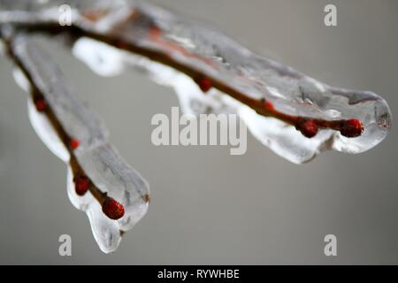 Bucarest, Romania - 27 Gennaio 2019: i rami di un albero sono coperti di ghiaccio dopo un inverno tempesta di ghiaccio, a Bucarest, in Romania. Foto Stock