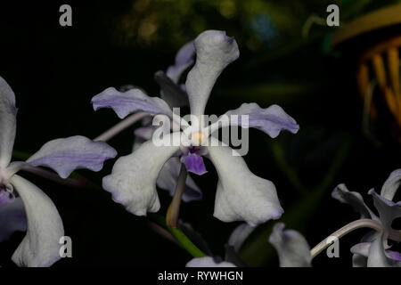 Vanda coerulea orchid,Durgapur village, Nagaland, India Foto Stock