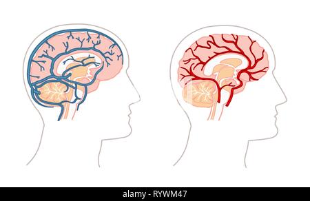 Anatomia umana disegni - cervello alluvione del sangue Illustrazione Vettoriale