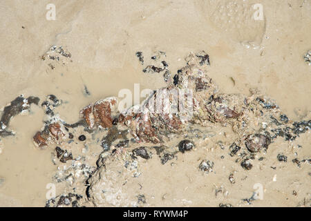 Ichthyosaurus resti fossili sulla spiaggia remota al Casuarina riserva costiera nel Territorio Settentrionale dell'Australia Foto Stock