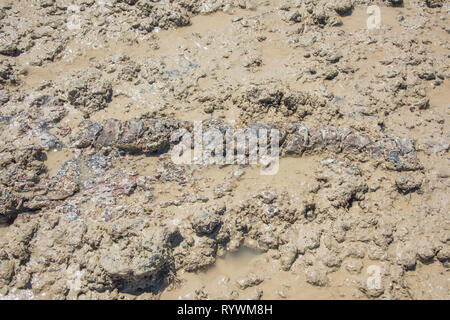 Ichthyosaurus resti fossili sulla spiaggia remota al Casuarina riserva costiera nel Territorio Settentrionale dell'Australia Foto Stock