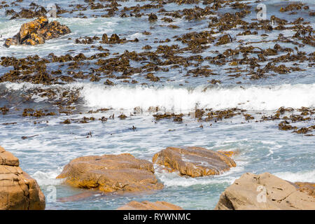 Letto di alghe kelp, Laminariales, offshore in le onde che si infrangono sulla West Coast Cape, Sud Africa, nutriente commerciale ricca di alghe marine, iodio Foto Stock