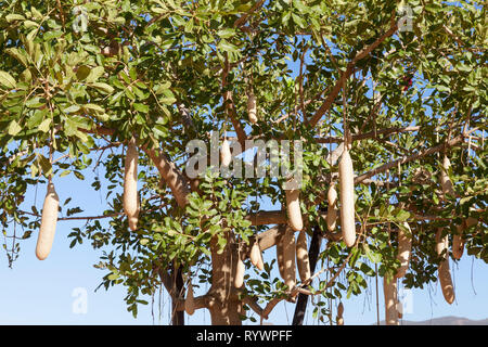 Frutto della pianta di salsicce, Kigelia africana, Kigelia pinnata, trovati in Africa tropicale, che cresce su un albero giovane nella Western Cape Foto Stock