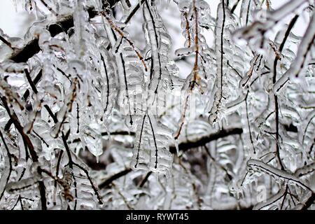 Bucarest, Romania - 27 Gennaio 2019: i rami di un albero sono coperti di ghiaccio dopo un inverno tempesta di ghiaccio, a Bucarest, in Romania. Foto Stock