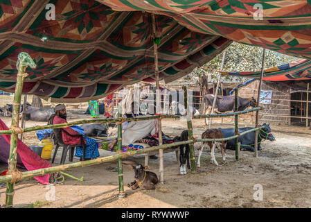 SONPUR, Bihar, in India-Novembre 30, 2015. Gli operatori di bufali nel loro accampamento provvisorio durante la Sonepur annuale Fiera del Bestiame che si protrae per un mor Foto Stock