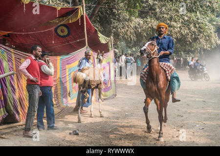 SONPUR, Bihar, in India-novembre 30-2015. Oggi la maggior parte dei cavalli a negoziati sul Sonepur cattler fiera. Prima di acquistare un giro di prova è obbligatoria Foto Stock