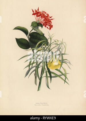 Jungle geranio, Ixora coccinea, giallo e oleandri, Thevetia neriifolia, Cascabela thevetia. Chromolithograph dopo un disegno botanico da Emily Eden da I suoi fiori da un giardino indiano: Seconda serie: speranza, Breidenbach & Co, Dusseldorf, 1860s. Eden era una femmina in inglese scrittore aristocratico, romanziere e traveler che ha accompagnato il suo fratello George in India dal 1836 al 1842. Foto Stock