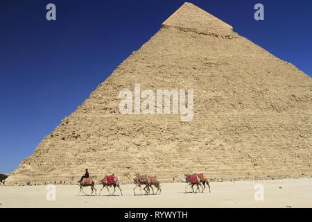 Stringa di cammelli essendo portato davanti alla Piramide di Khafre, Grandi Piramidi d'Egitto Giza, il Cairo, Egitto Foto Stock