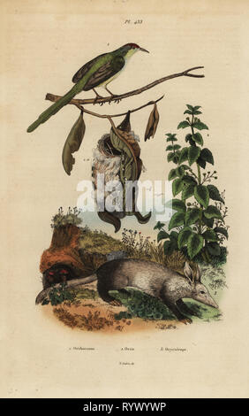 Comune, tailorbird Orthotomus sutorius con nido, Ortica, Urtica dioica, e aardvark, Orycteropus afer. Acciaio Handcolored incisione da Felix-Edouard Guerin-Meneville's Dictionnaire pittoresco d'Histoire Naturelle (pittoresco Dizionario di storia naturale), Parigi, 1834-39. Foto Stock