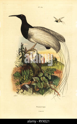 Dodici-wired degli uccelli del paradiso, Seleucidis melanoleucus. Etichetta errata Cape sugarbird, Promerops cafer. Acciaio Handcolored incisione di du Casse dopo una illustrazione da Adolph patatine da Felix-Edouard Guerin-Meneville's Dictionnaire pittoresco d'Histoire Naturelle (pittoresco Dizionario di storia naturale), Parigi, 1834-39. Foto Stock