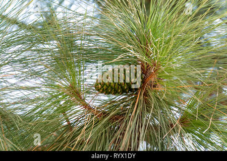 Close up del giovane pino albero verde con una verde strobile su un ramo. Concetto di conservazione di boschi di conifere. La natura e la conservazione della fauna selvatica. Pla Foto Stock