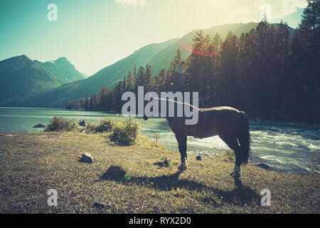 Il paesaggio del bellissimo lago di montagna con il cavallo nelle montagne di Altai su sfondo, in estate, Siberia, Altai Repubblica di montagna, Russia. Foto Stock