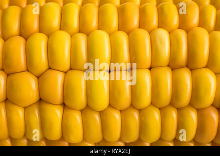 Bollito di mais dolce sfondo. Grani Goldish texture. Ingiallimento del mais. Seguence naturale dei chicchi di mais. Mature e succulenti tutolo di mais Indiano Foto Stock