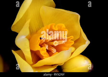 Daffodil o narciso, Jonquil, centro Foto Stock