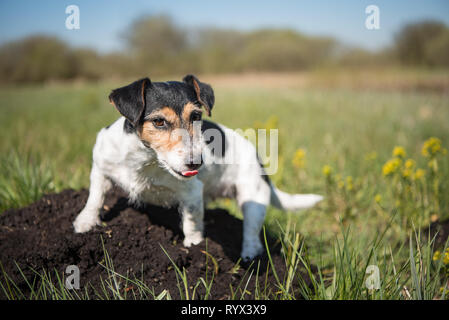 Il cane è seduto su un molehill - Molto carino Jack Russell Terrier 7 anni ol Foto Stock